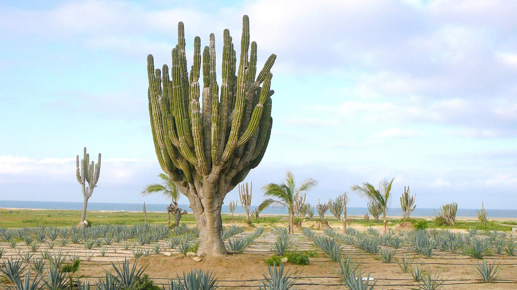 Pescadero Land Real Estate Listings