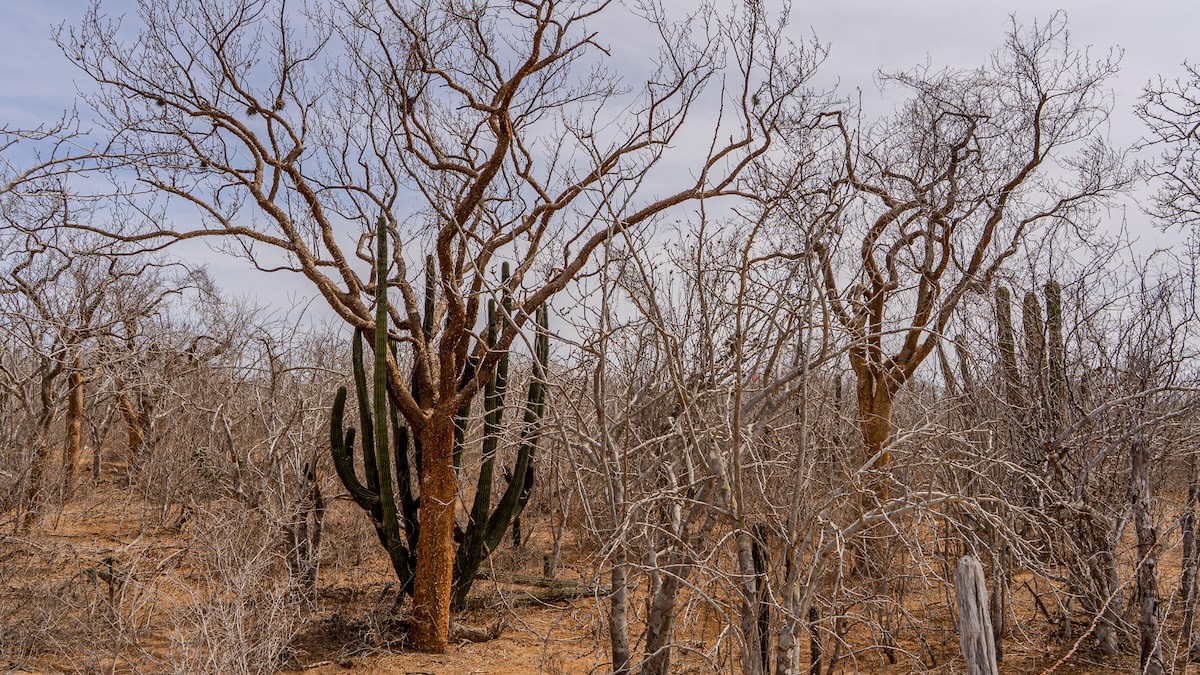 Los Cabos 4 bedroom luxury condos