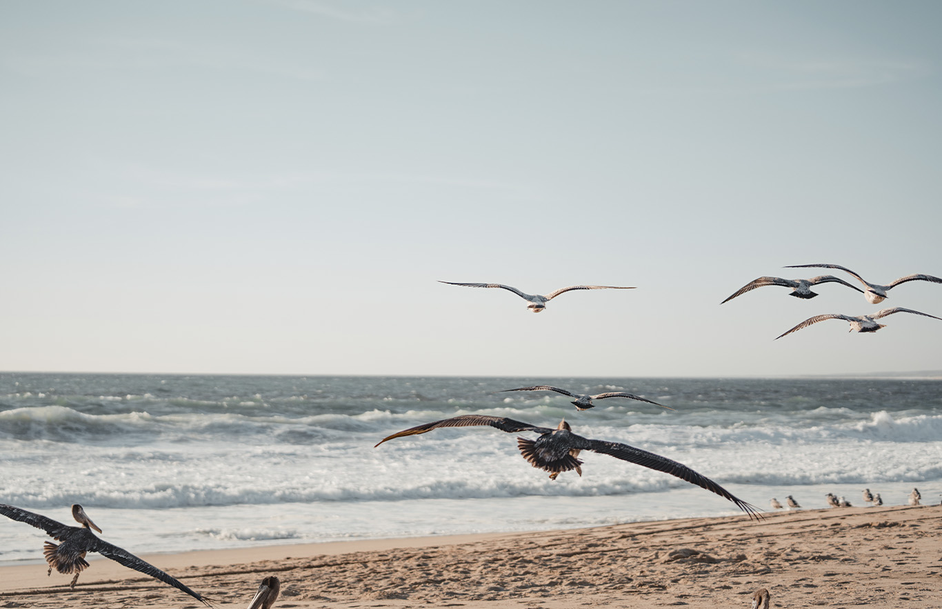 Seabirds flying over the Pacific coast of Todos Santos