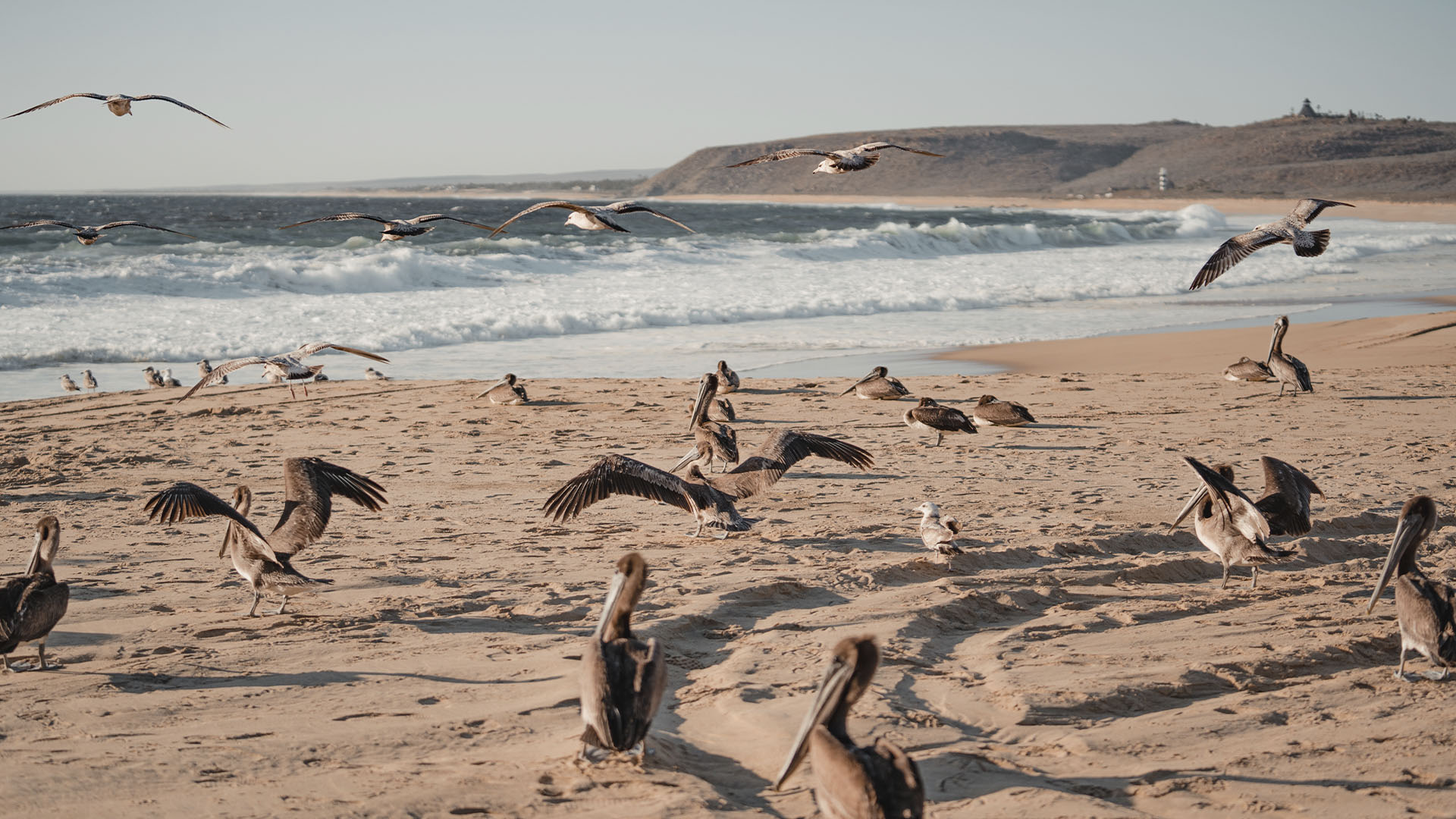 Surfer at San Pedrito beach near Todos Santos