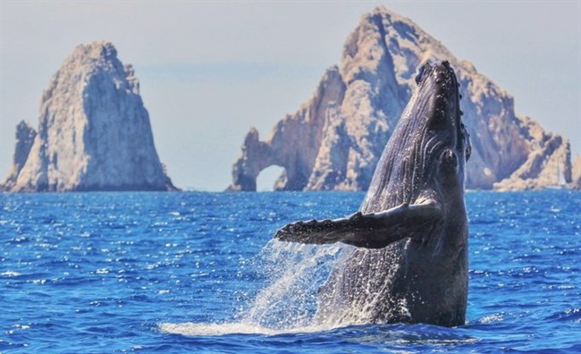 Whale watching in Cabo 