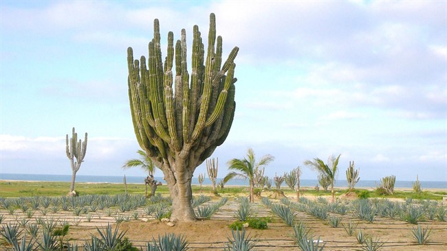 Pescadero Land For Sale