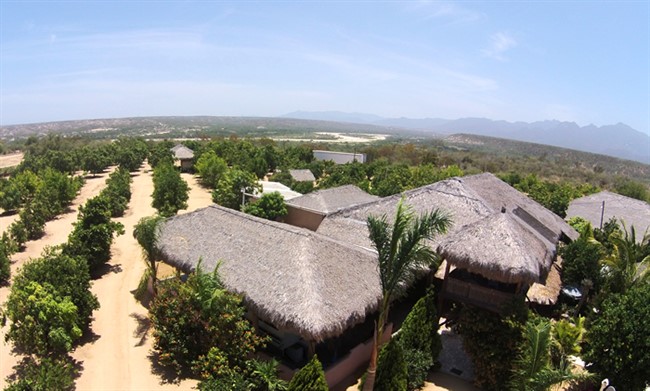 Organic Mango Ranch For Sale Outside Los Cabos, Baja Mexico 