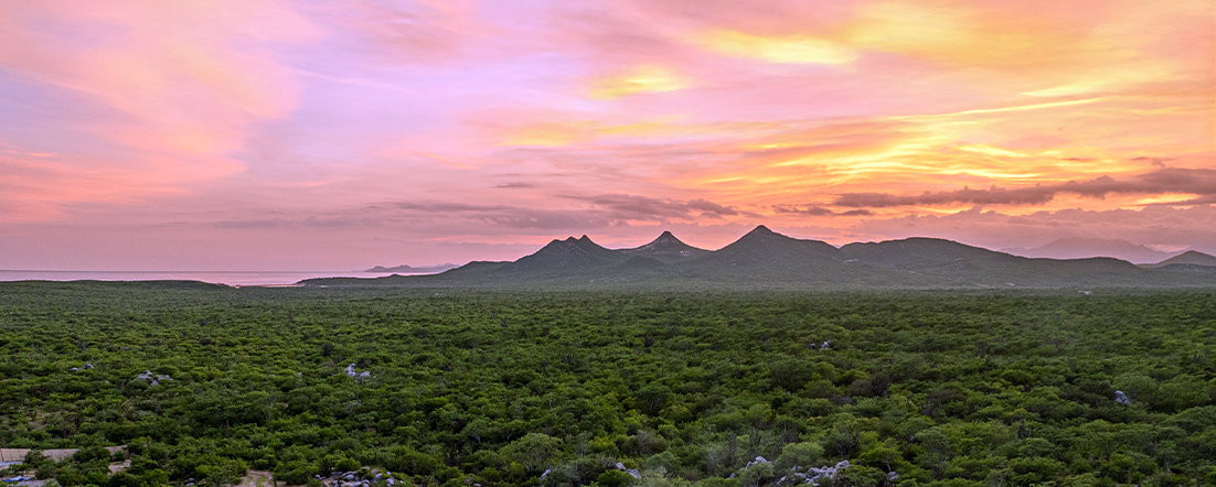 Real Estate Professional in Los Cabo